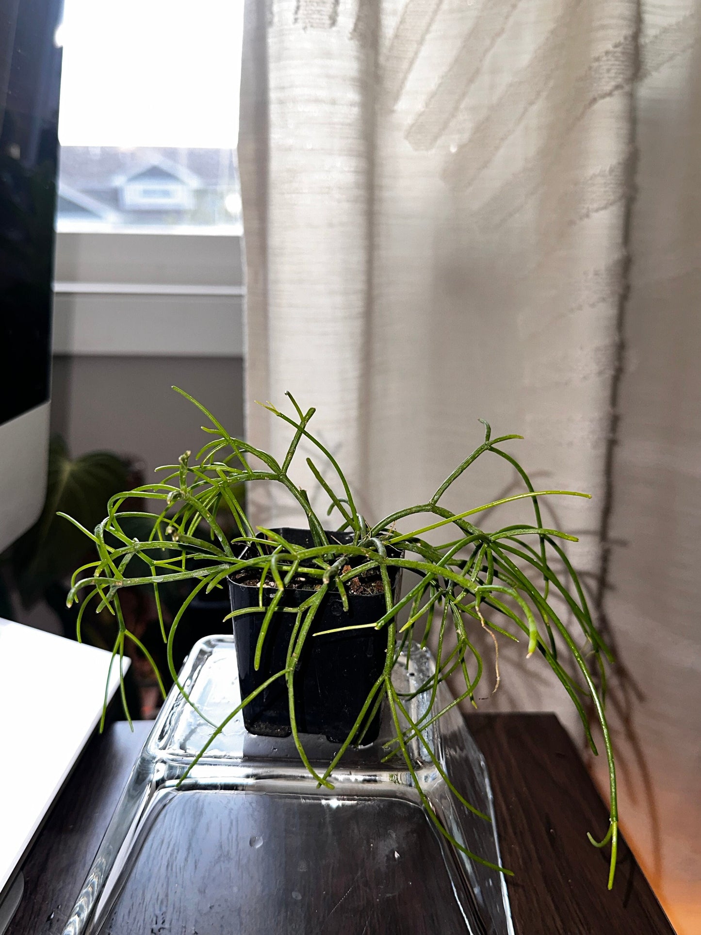 Rhipsalis baccifera - "Mistletoe Cactus"