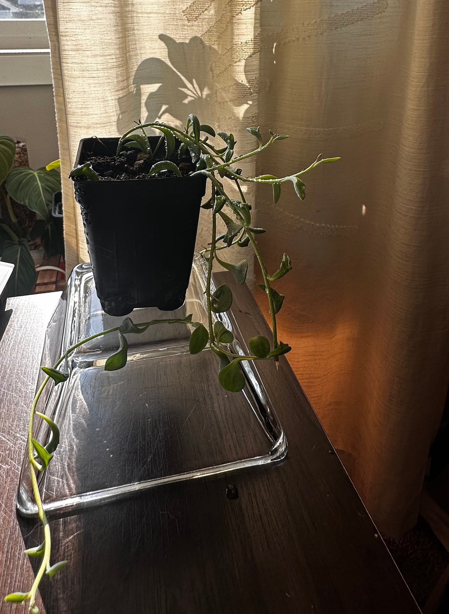 Senecio peregrinus - 'String of Dolphins' succulent