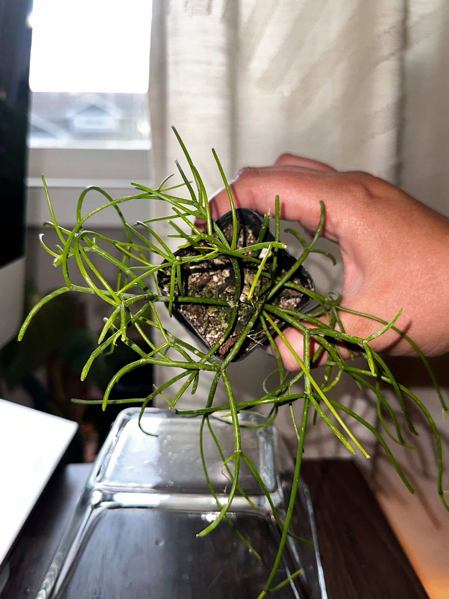 Rhipsalis baccifera - "Mistletoe Cactus"