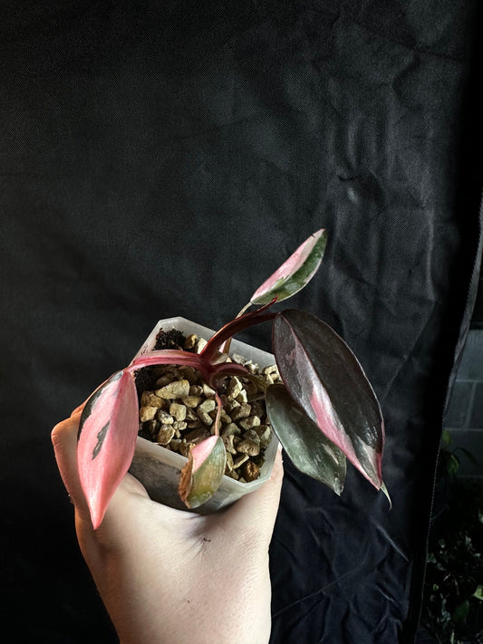 Philodendron erubescens 'Pink Princess'
