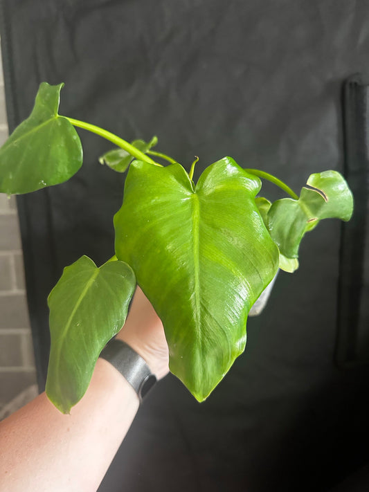 Philodendron giganteum ‘Giant Philodendron’