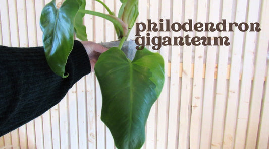 Philodendron giganteum