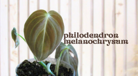 Philodendron melanochrysum