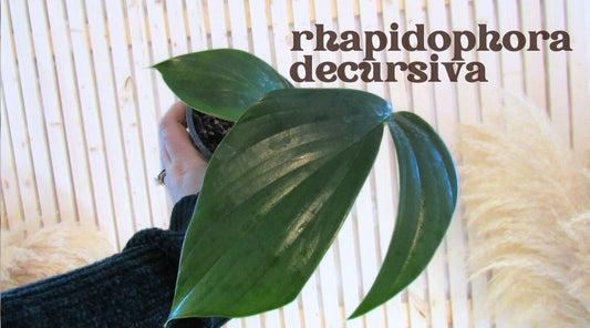 Rhaphidophora decursiva
