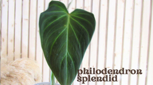 Philodendron 'Splendid'