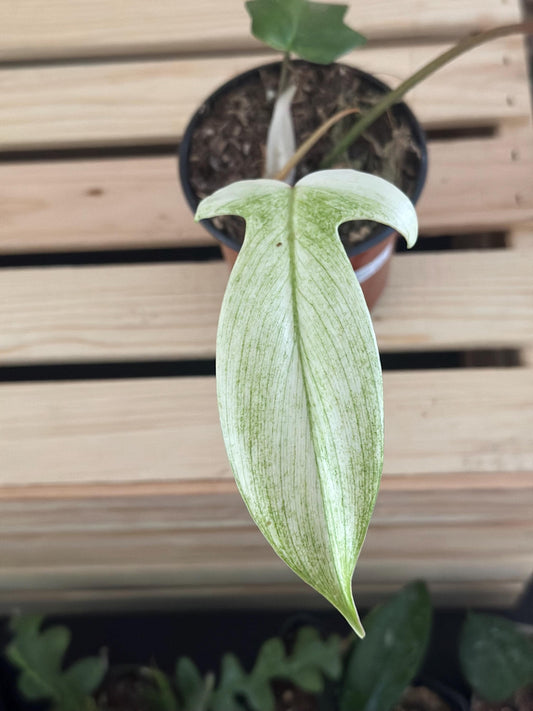 Philodendron Florida Ghost Mint