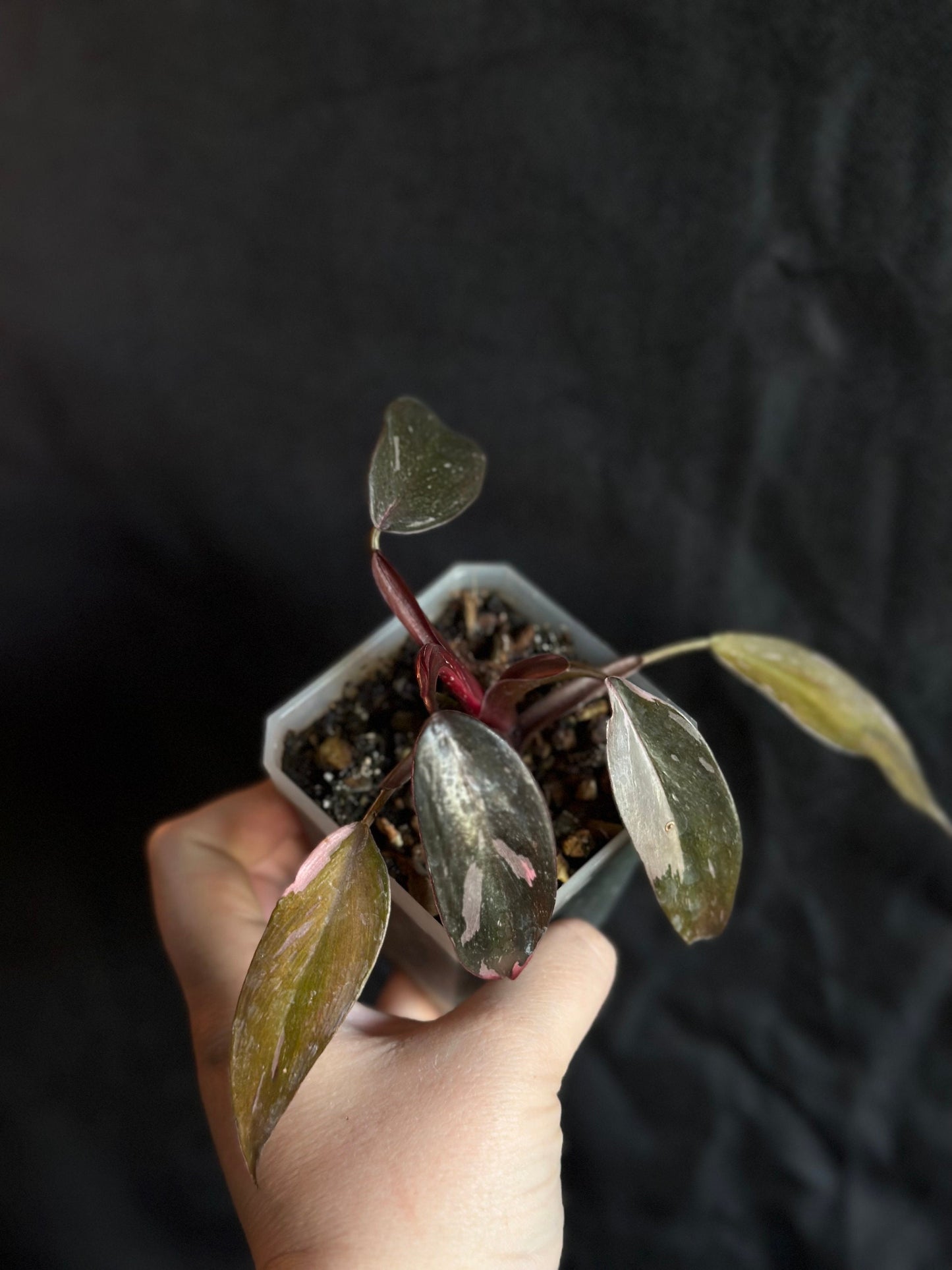 Philodendron erubescens 'Pink Princess'