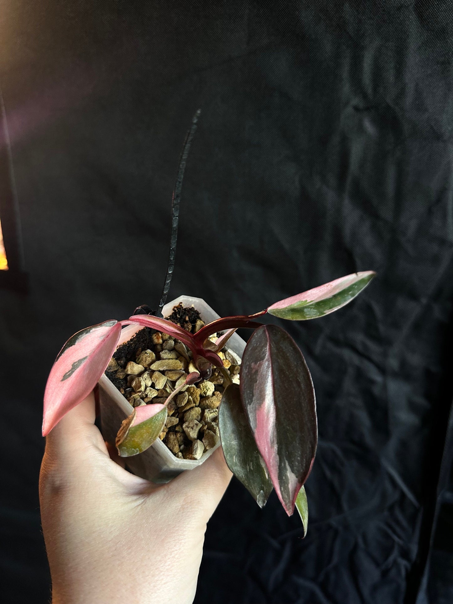 Philodendron erubescens 'Pink Princess'